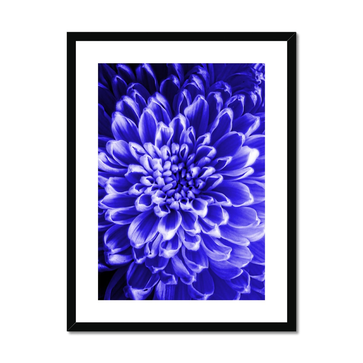 Blue Chrysanthemum Framed & Mounted Print