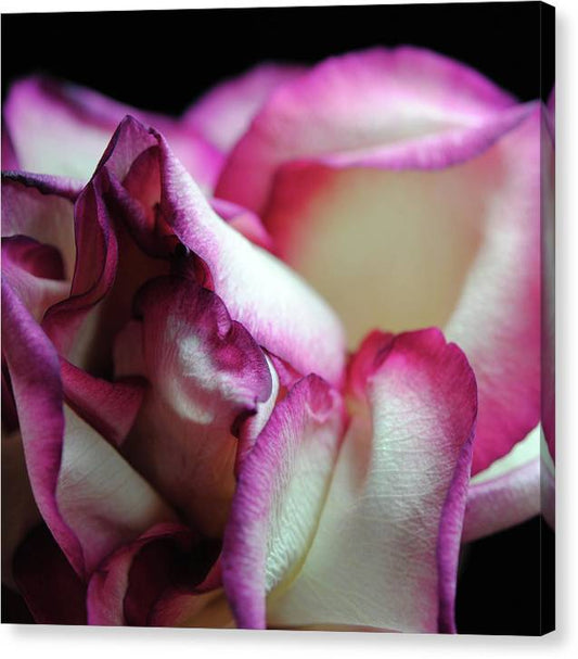 Pink Lined White Rose - Canvas Print