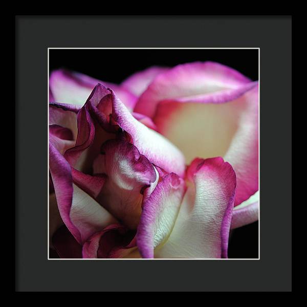 Pink Lined White Rose - Framed Print