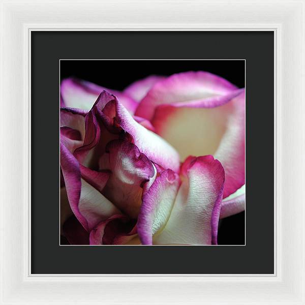 Pink Lined White Rose - Framed Print