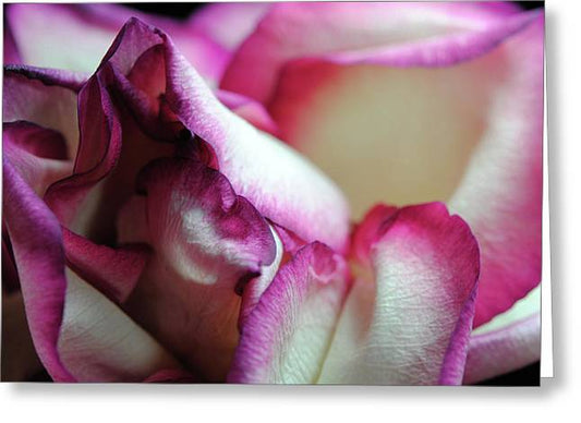 Pink Lined White Rose - Greeting Card