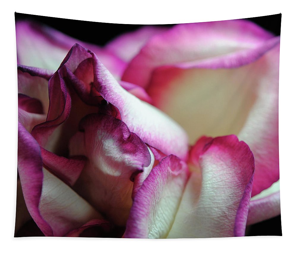 Pink Lined White Rose - Tapestry