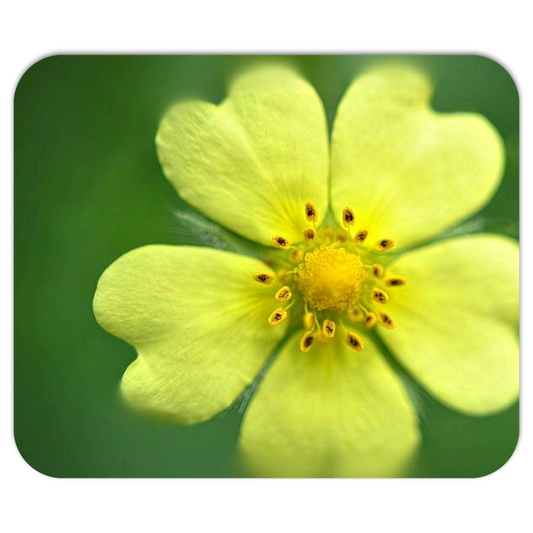 Yellow Wildflower Mousepads