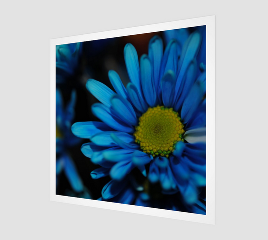 Blue Daisy Art Print