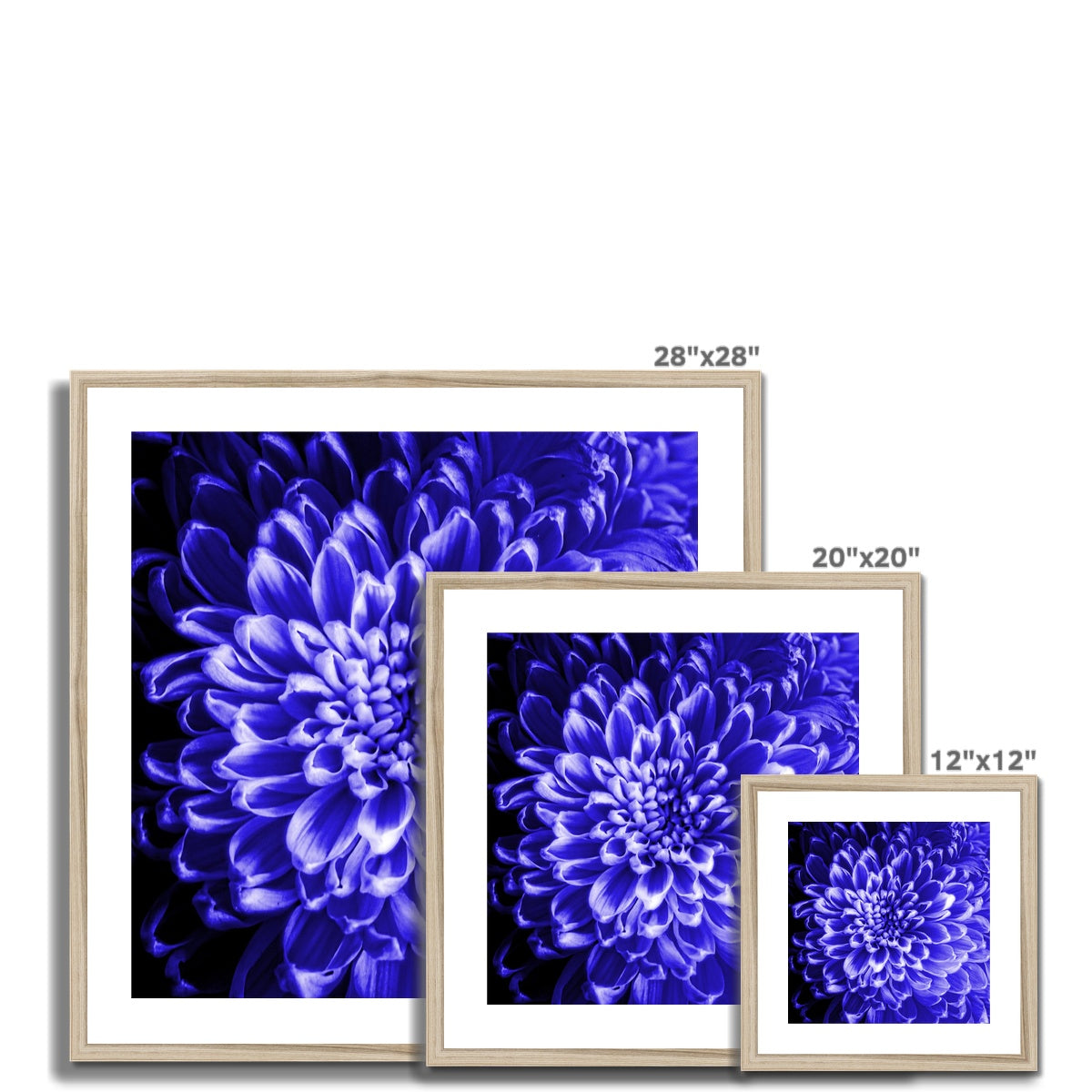 Blue Chrysanthemum Framed & Mounted Print