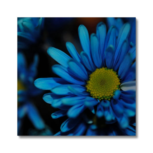 Blue Daisy Canvas