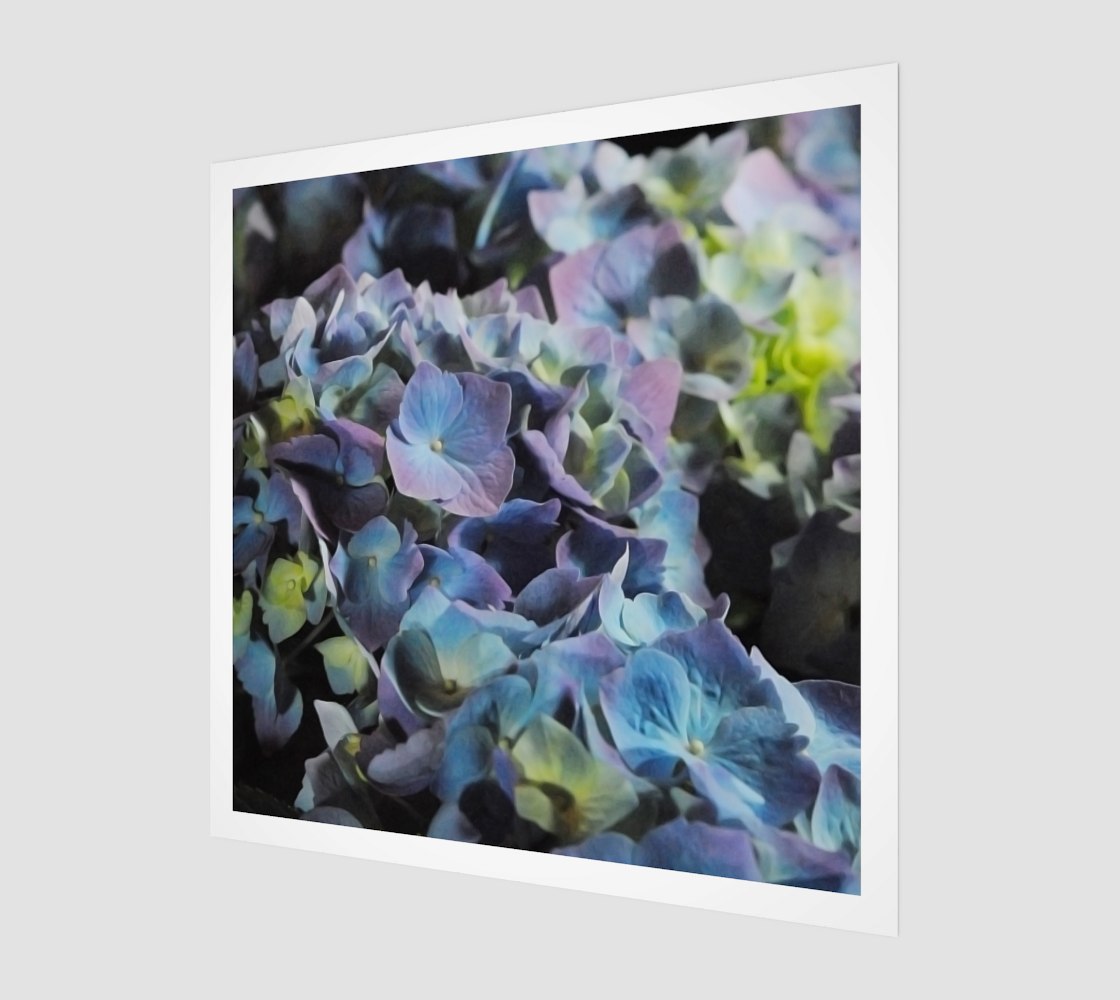 Hydrangeas Art Print