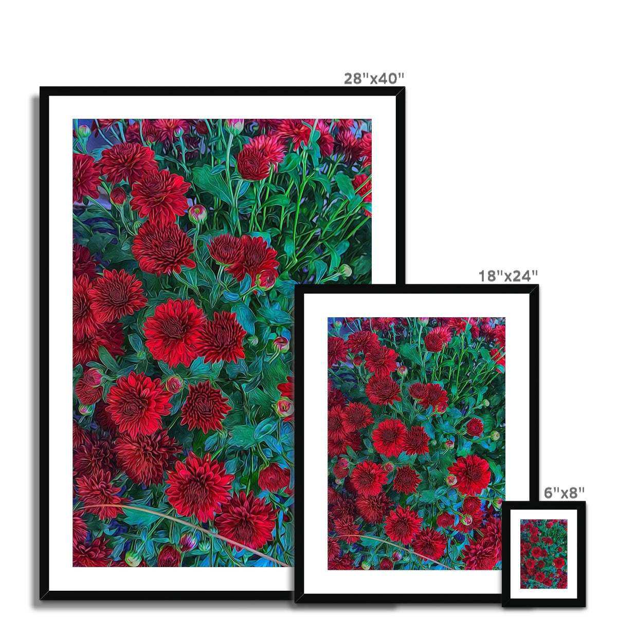 Red Mums Framed & Mounted Print