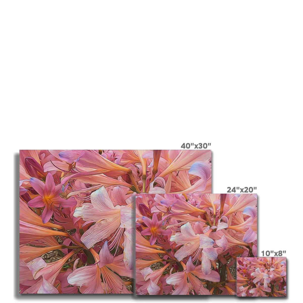 Pink Amaryllis Canvas