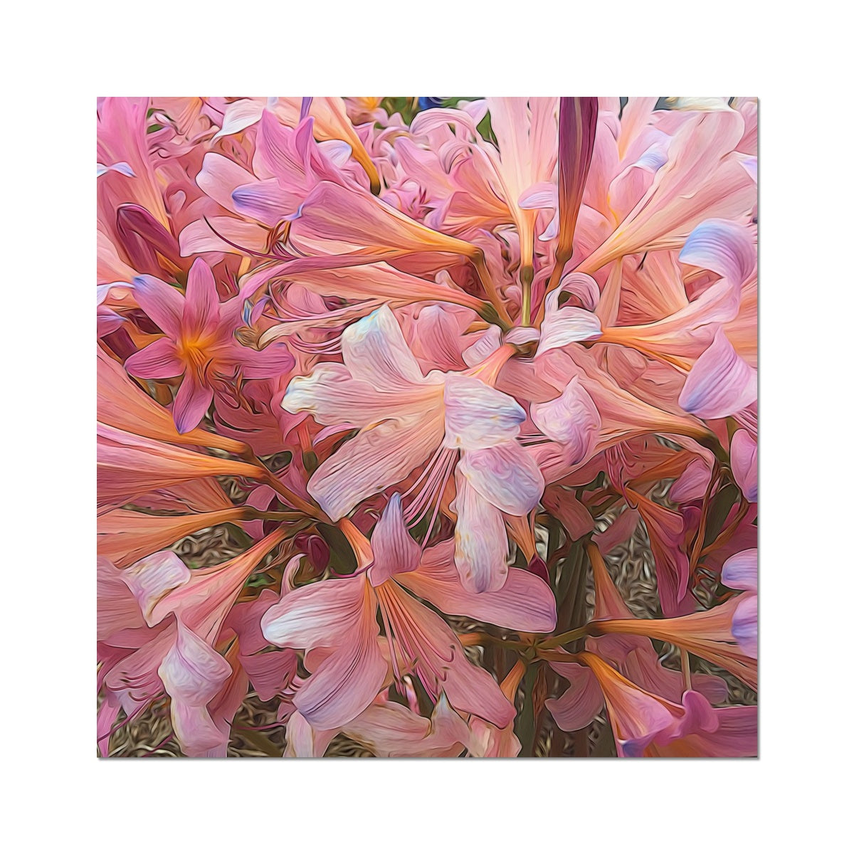 Pink Amaryllis Hahnemühle Photo Rag Print