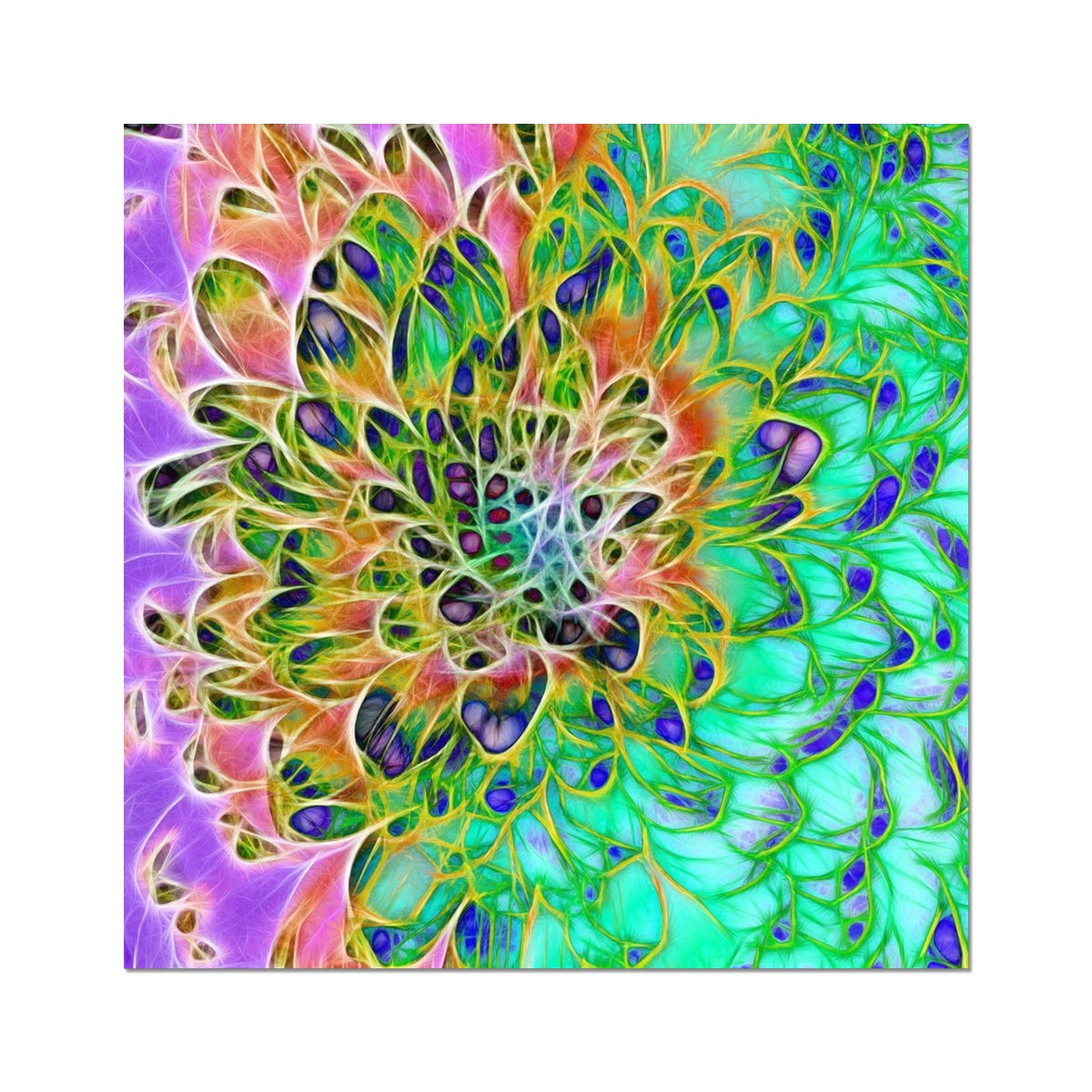 Abstract Peacock Chrysanthemum Hahnemühle Photo Rag Print