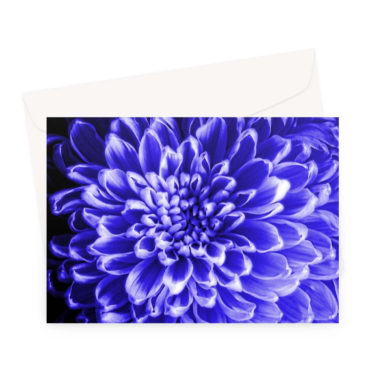 Blue Chrysanthemum Greeting Card