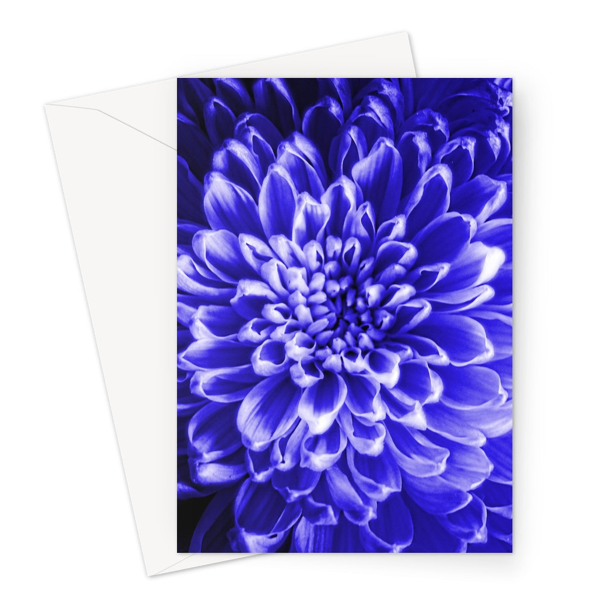 Blue Chrysanthemum Greeting Card