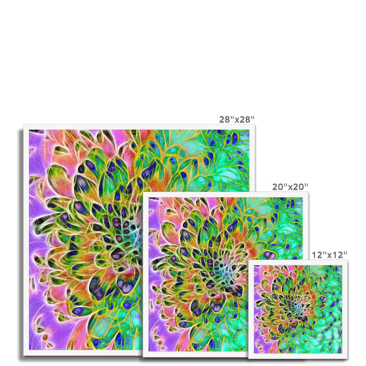 Abstract Peacock Chrysanthemum Framed Print