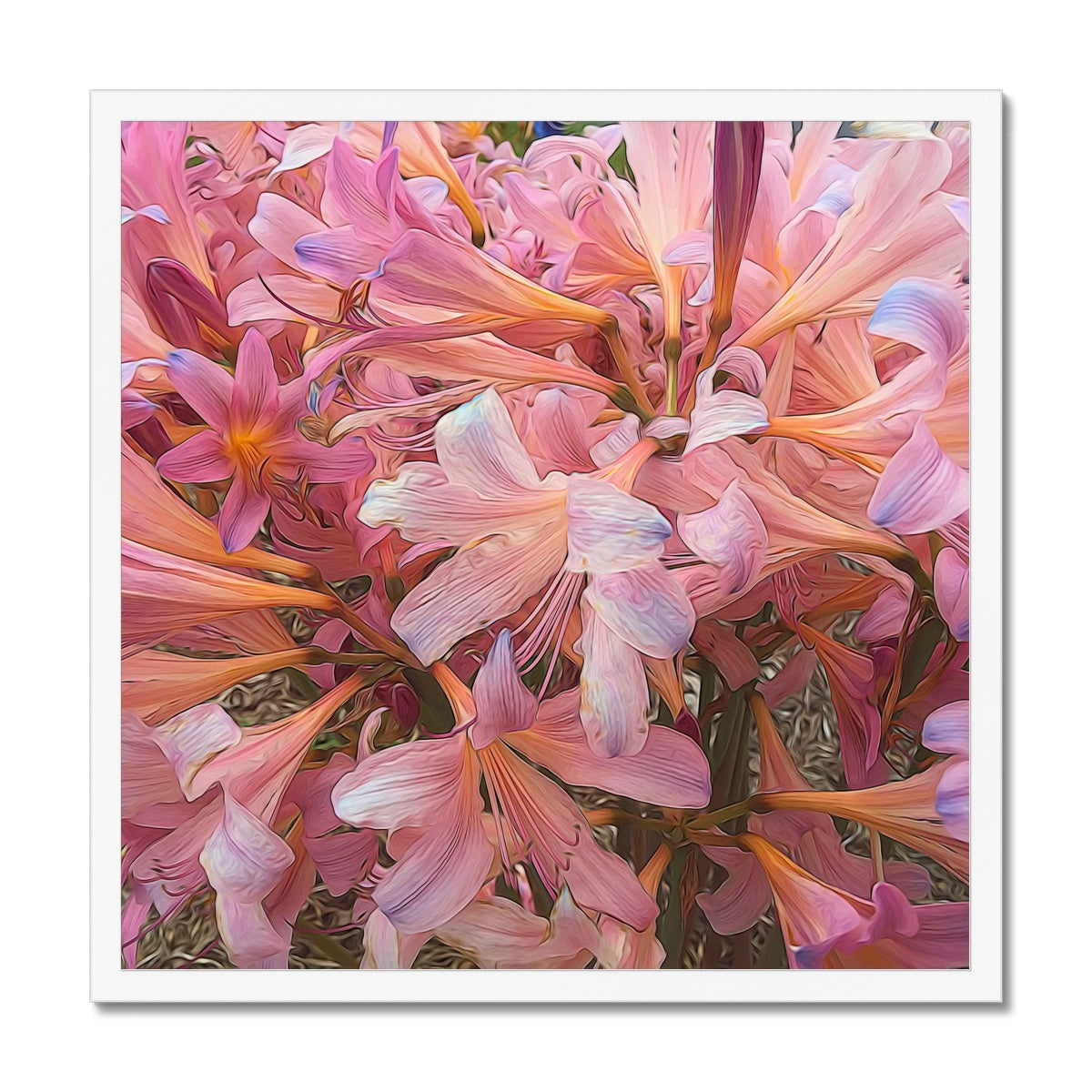 Pink Amaryllis Framed Print