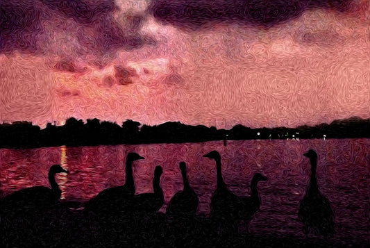 Seven Geese At Sunset Digital image Download