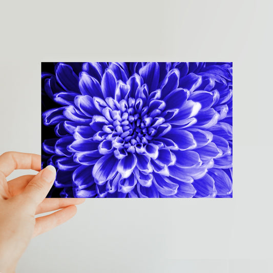 Blue Chrysanthemum Classic Postcard