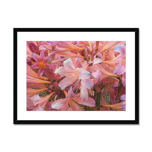 Pink Amaryllis Framed & Mounted Print