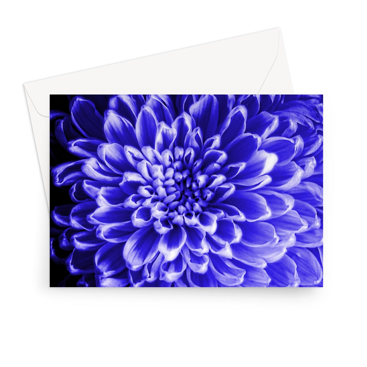 Blue Chrysanthemum Greeting Card