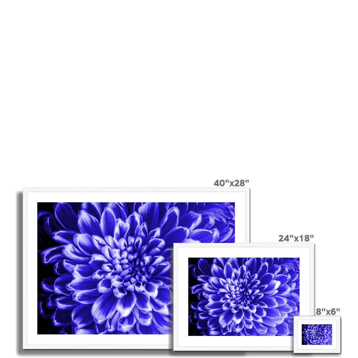 Blue Chrysanthemum Framed & Mounted Print