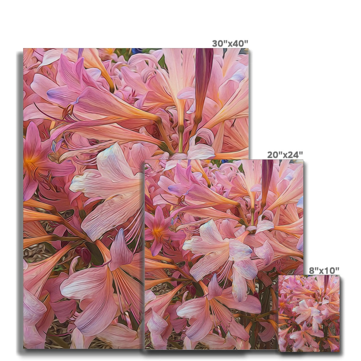 Pink Amaryllis Canvas