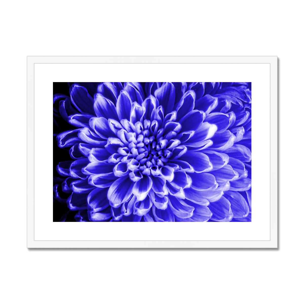 Blue Chrysanthemum Framed & Mounted Print