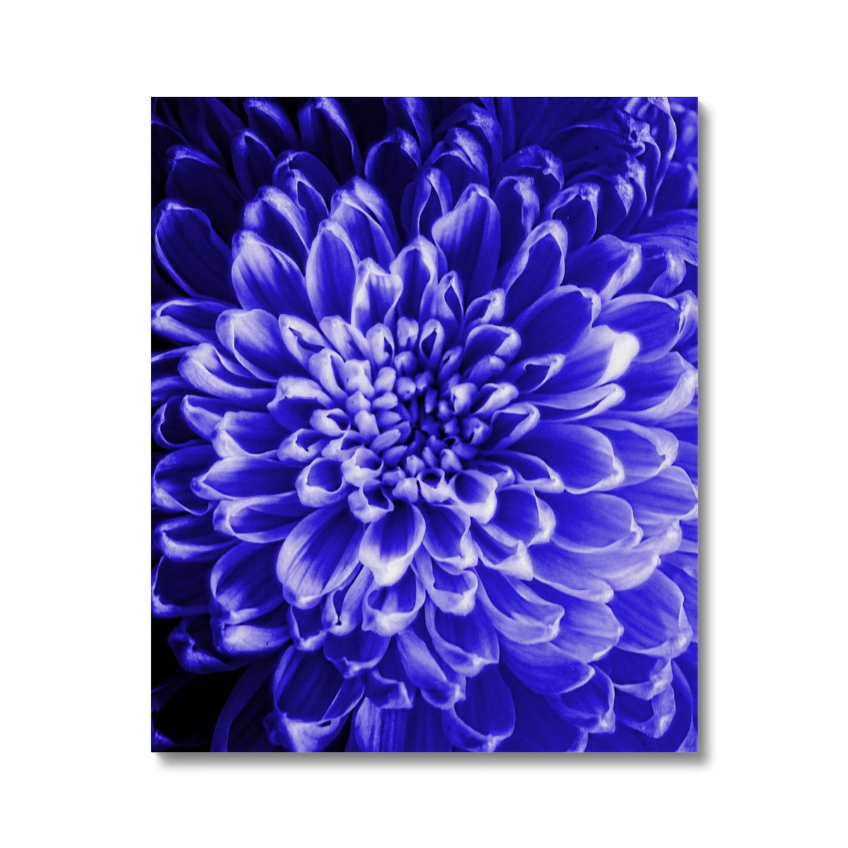 Blue Chrysanthemum Canvas