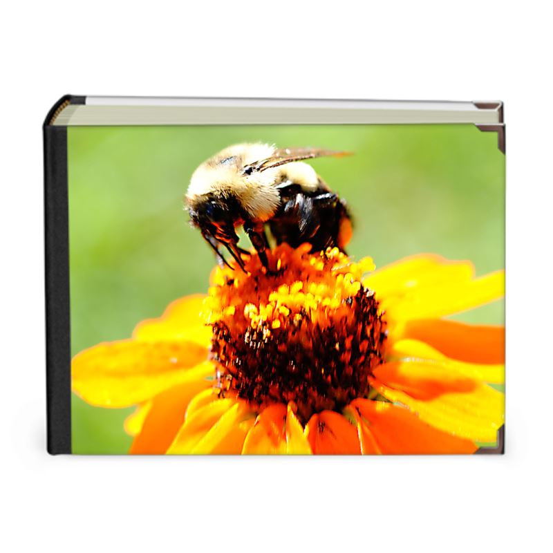 Bee On A Flower Photo album