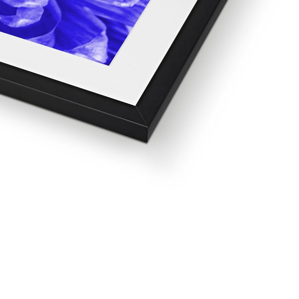 Blue Chrysanthemum Framed & Mounted Print