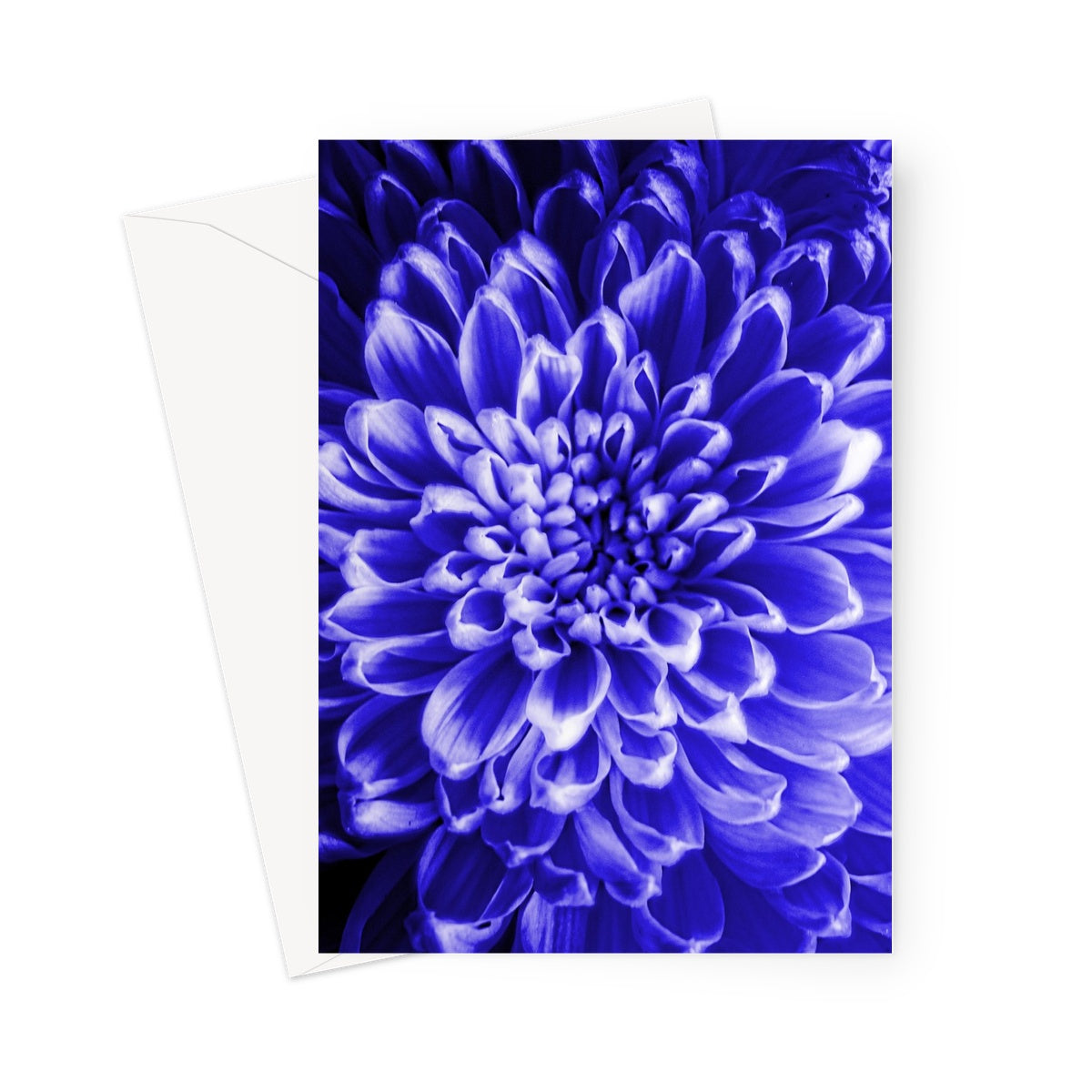 Blue Chrysanthemum Greeting Card