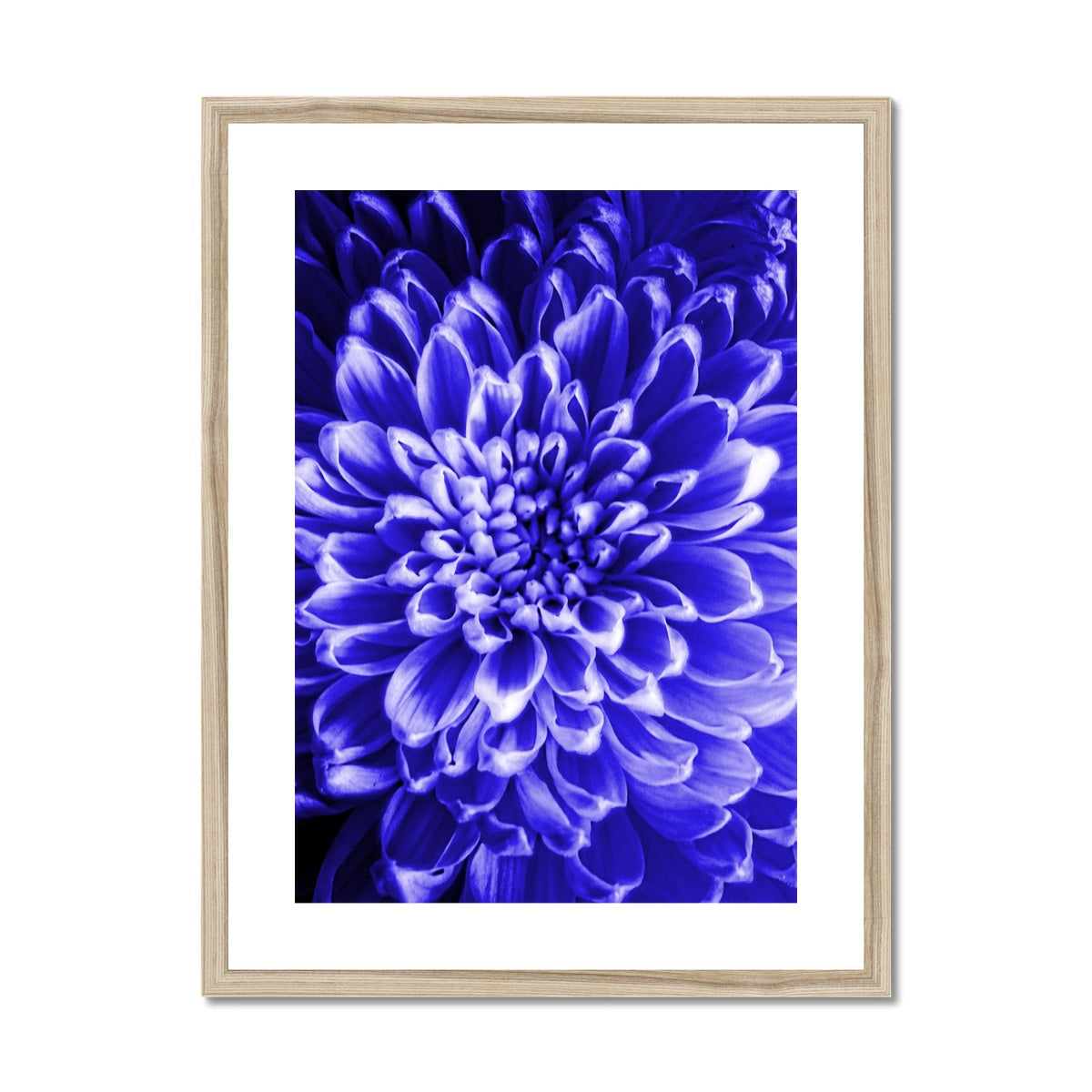 Blue Chrysanthemum Framed & Mounted Print