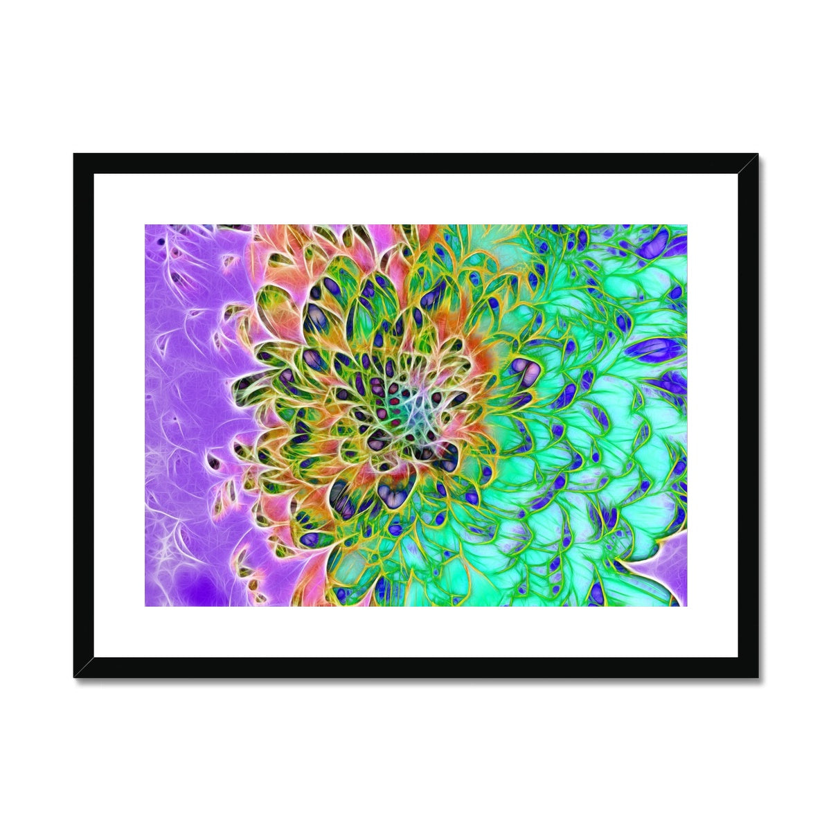 Abstract Peacock Chrysanthemum Framed & Mounted Print