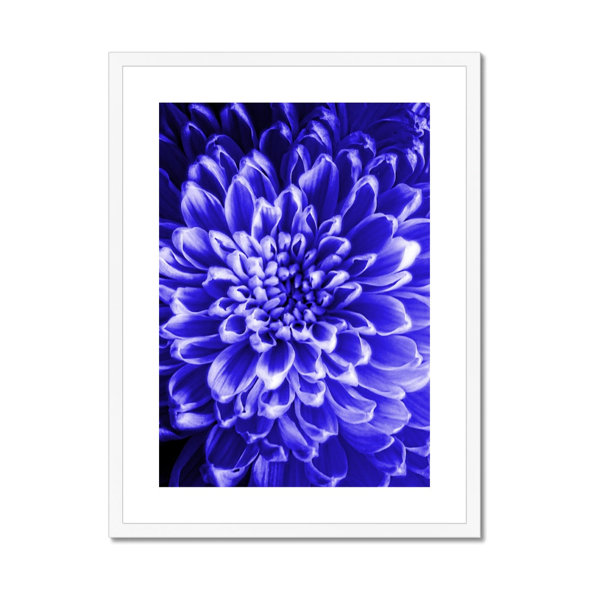 Blue Chrysanthemum Framed & Mounted Print