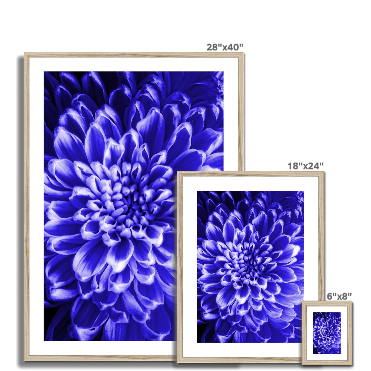 Blue Chrysanthemum Framed & Mounted Print