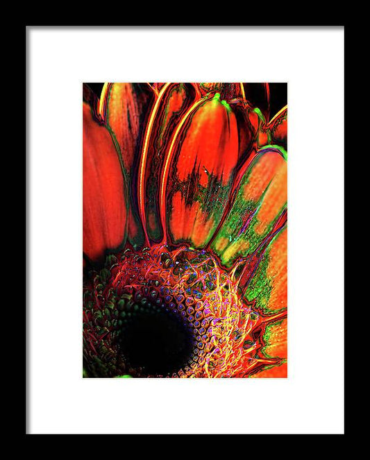 Abstract Orange Daisy - Framed Print