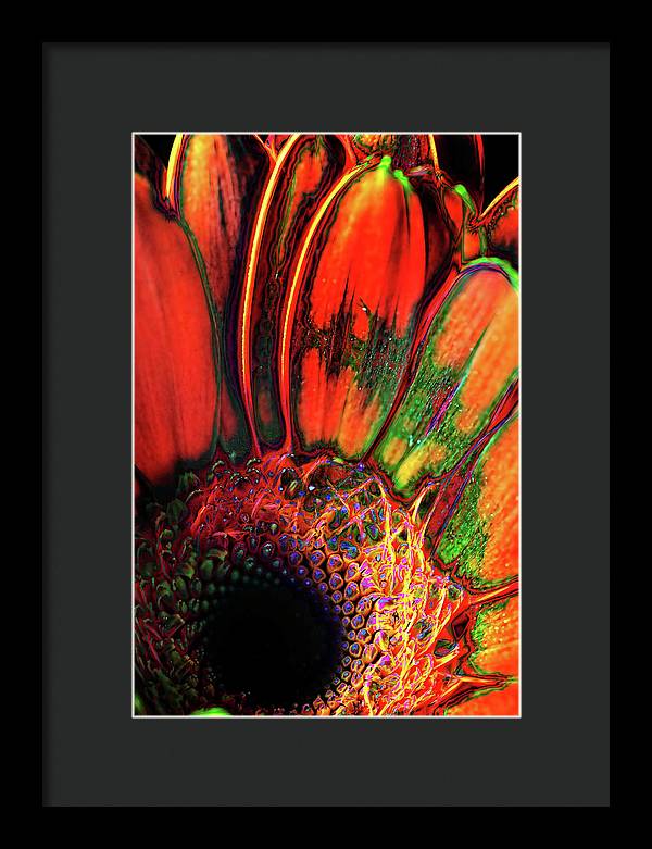 Abstract Orange Daisy - Framed Print