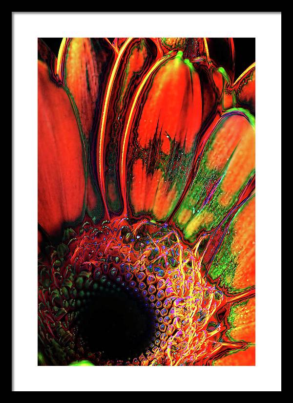 Abstract Orange Daisy - Framed Print