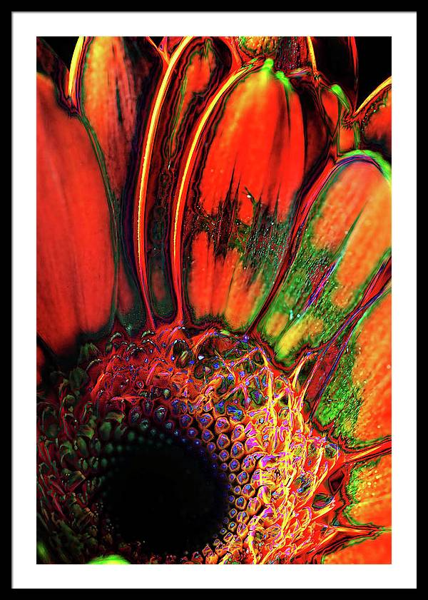 Abstract Orange Daisy - Framed Print