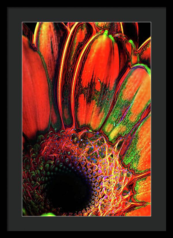 Abstract Orange Daisy - Framed Print