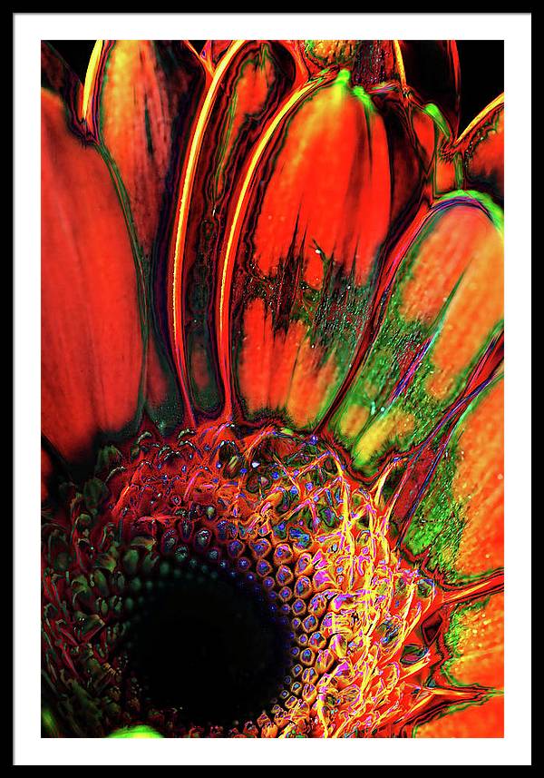 Abstract Orange Daisy - Framed Print