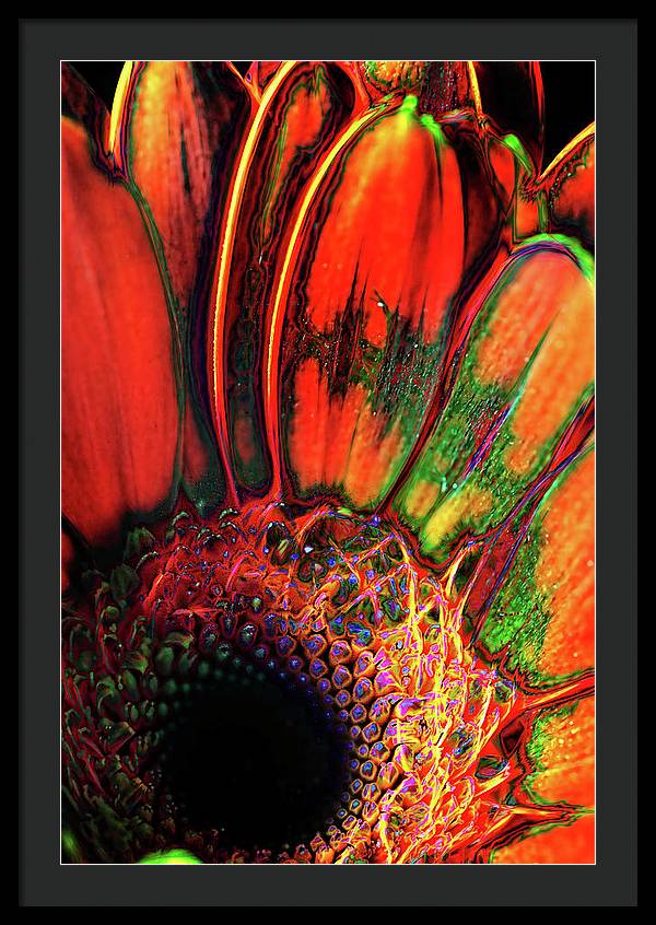 Abstract Orange Daisy - Framed Print