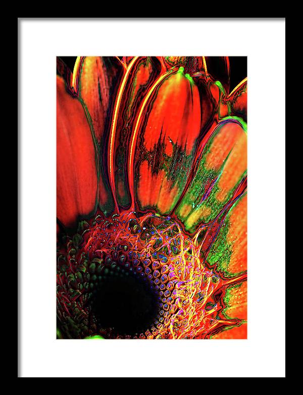 Abstract Orange Daisy - Framed Print