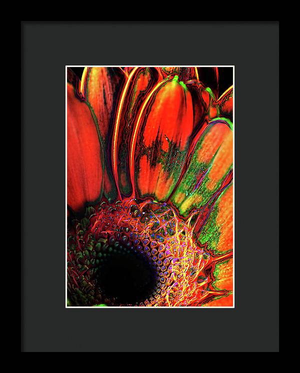 Abstract Orange Daisy - Framed Print