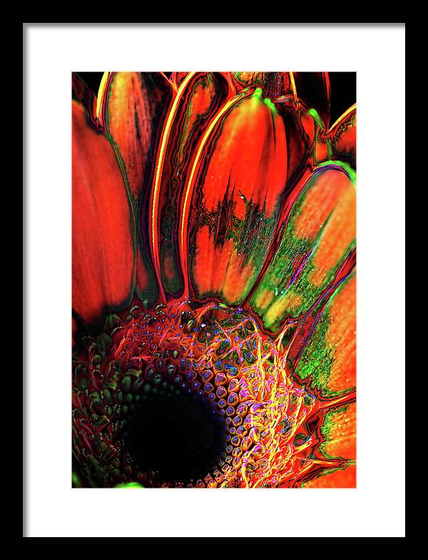 Abstract Orange Daisy - Framed Print