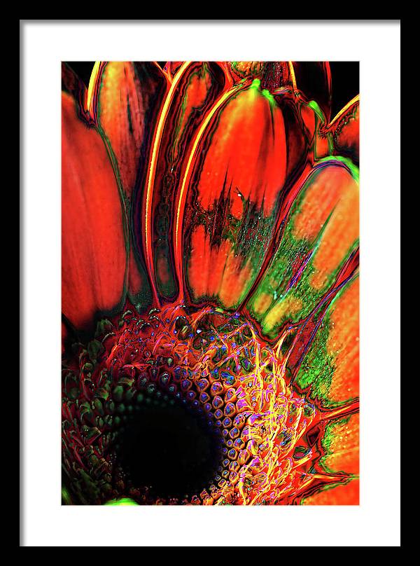 Abstract Orange Daisy - Framed Print