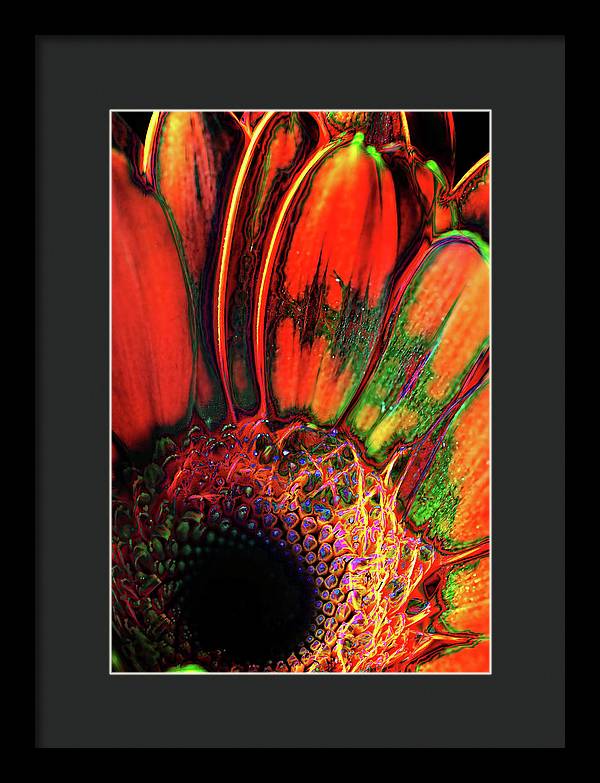 Abstract Orange Daisy - Framed Print