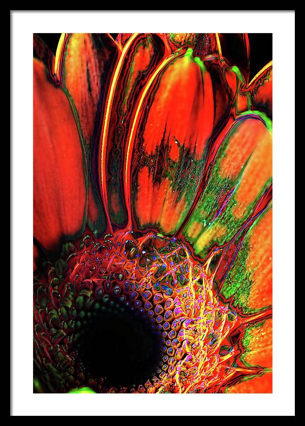 Abstract Orange Daisy - Framed Print