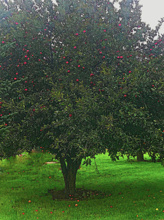 Apple Tree Digital Image Download