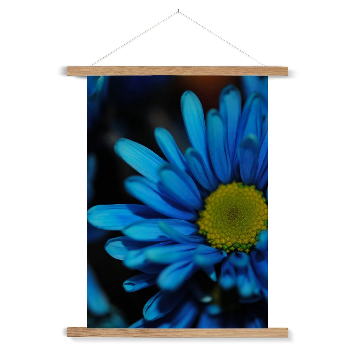 Blue Daisy Fine Art Print with Hanger