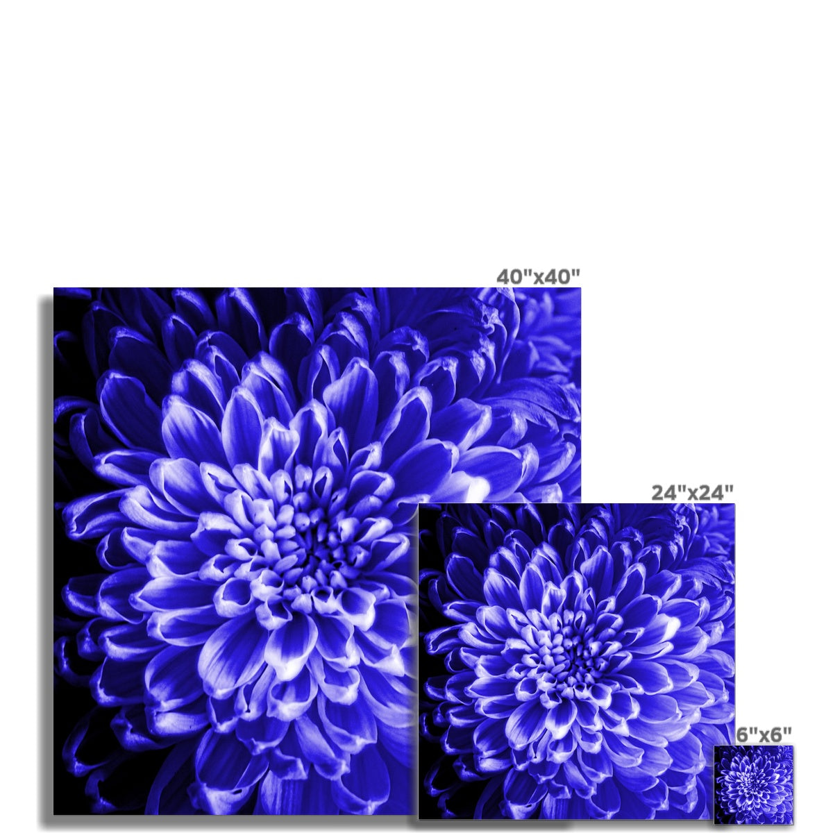 Blue Chrysanthemum Hahnemühle Photo Rag Print